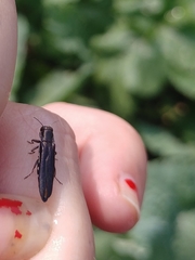 Agrilus difficilis
