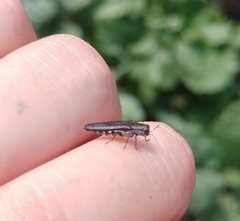 Agrilus difficilis