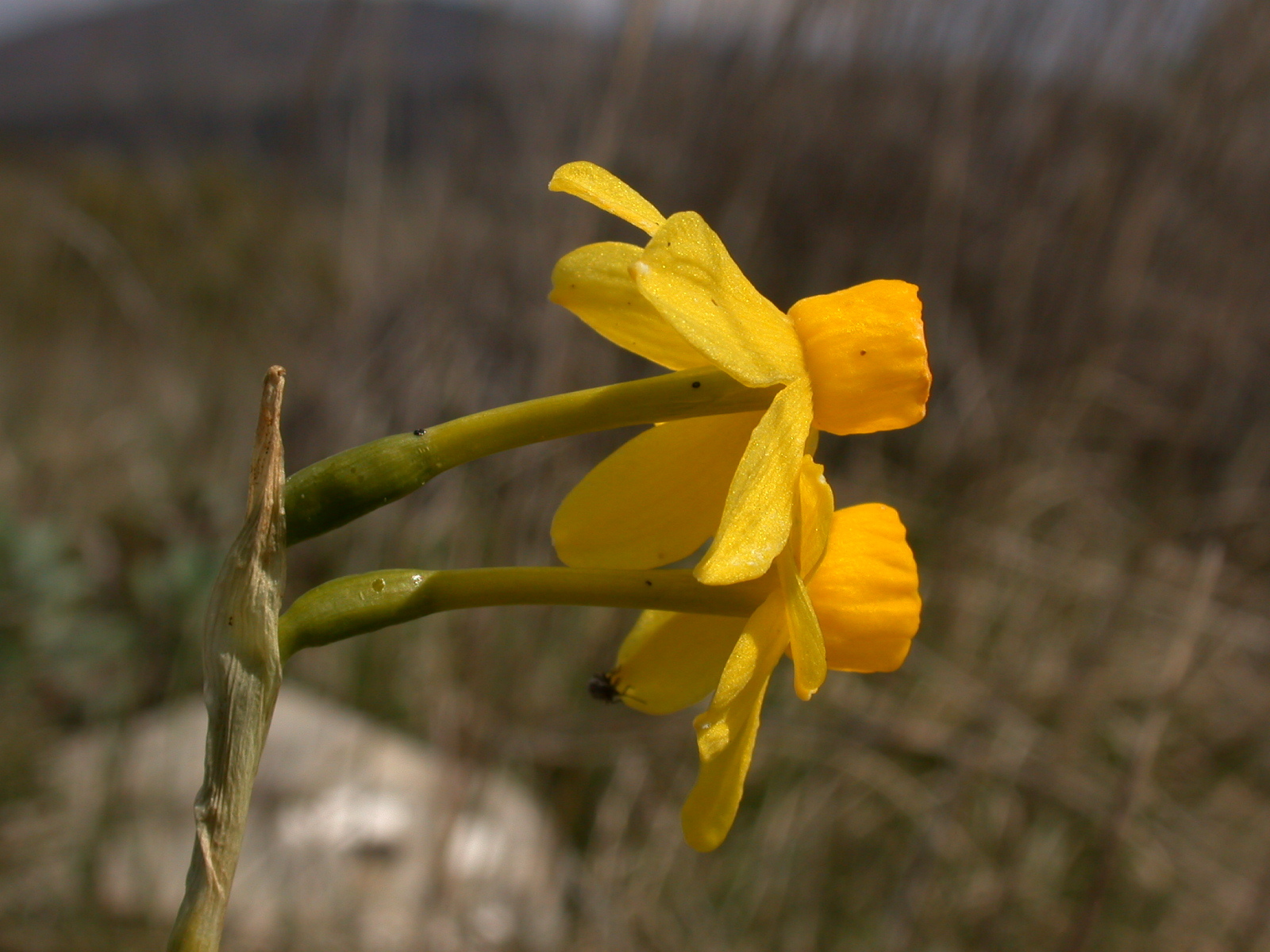 Narcissus assoanus