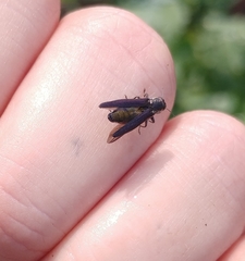 Agrilus difficilis