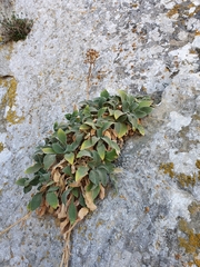 Silene andryalifolia image