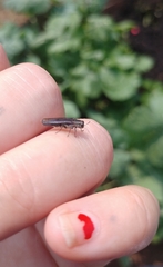 Agrilus difficilis