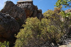 Phylica oleifolia