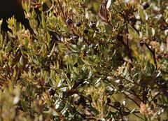 Phylica oleifolia