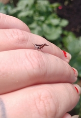 Agrilus difficilis