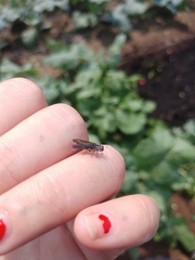 Agrilus difficilis