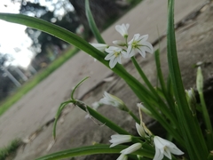 Allium triquetrum