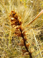 Orobanche alba