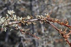Boscia foetida