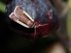 Ochropleura