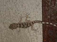 Tarentola mauritanica