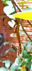 Anisoptera