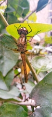 Anisoptera