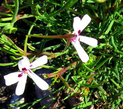 Pelargonium laevigatum laevigatum