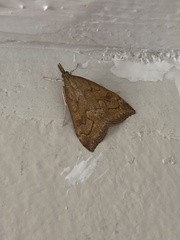 Udea profundalis