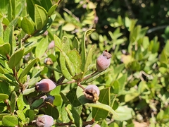 Myrtus communis communis