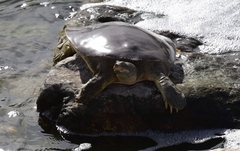 Apalone spinifera emoryi