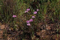 Lampranthus elegans