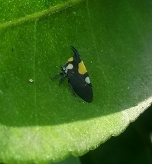 Enchophyllum quinquemaculatum