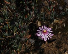 Lampranthus elegans