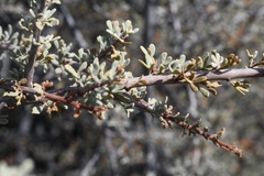 Boscia foetida