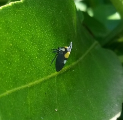 Enchophyllum quinquemaculatum
