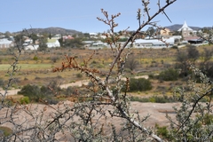 Boscia foetida
