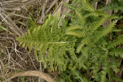 Asplenium appendiculatum maritimum