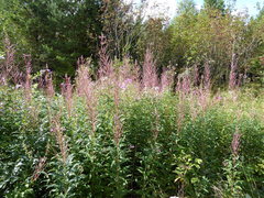 Chamaenerion angustifolium