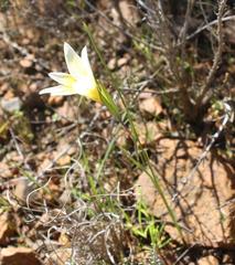 Gladiolus trichonemifolius