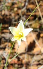 Gladiolus trichonemifolius