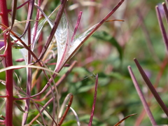 Chamaenerion angustifolium
