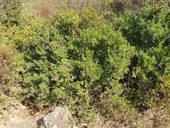 Myrtus communis communis