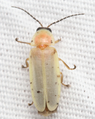 Photinus marginellus