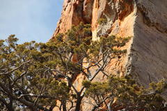 Widdringtonia wallichii