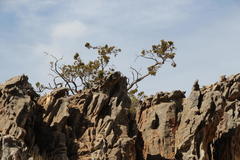 Widdringtonia wallichii