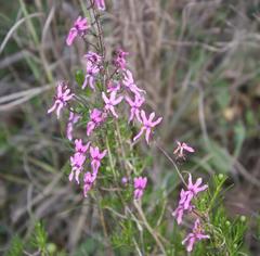 Cyphia digitata digitata