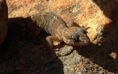 Pachydactylus formosus