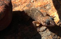 Pachydactylus formosus