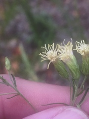 Brickellia eupatorioides texana