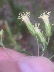 Brickellia eupatorioides texana