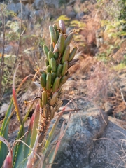 Aloe mutabilis