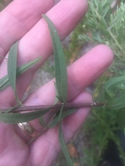 Brickellia eupatorioides texana