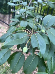 Viburnum prunifolium