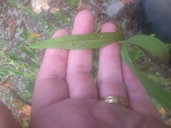 Brickellia eupatorioides texana