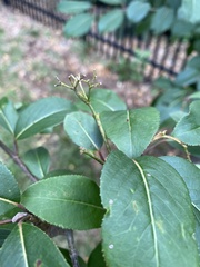 Viburnum prunifolium