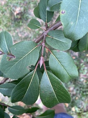 Viburnum prunifolium