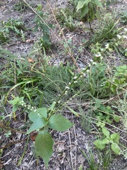 Persicaria virginiana
