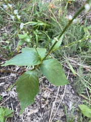 Persicaria virginiana