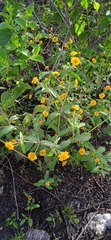 Melampodium longipilum